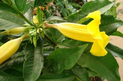 Cây dược liệu cây Bông vàng, Dây huỳnh, Huỳnh anh - Allamanda cathartica L