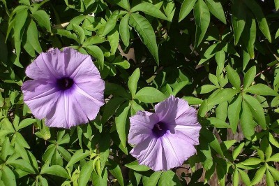 Cây dược liệu cây Bìm bìm cảnh - Ipomoea cairica (L.) Sweet