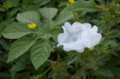 Cây dược liệu cây Bìm bìm chân cọp hay Cây chân chó - Ipomoea pes-tigridis L