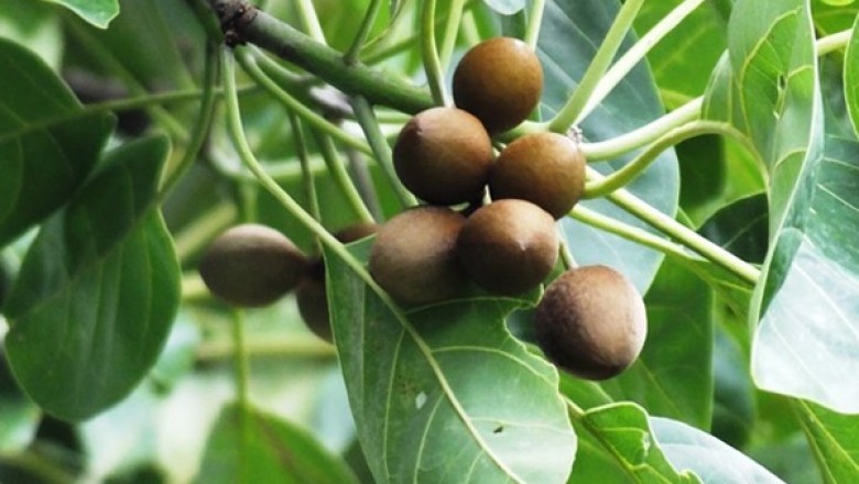 Cây dược liệu cây Bàng hôi, Bàng nước, Nhứt - Terminalia bellirica (Gacrtn.) Roxb
