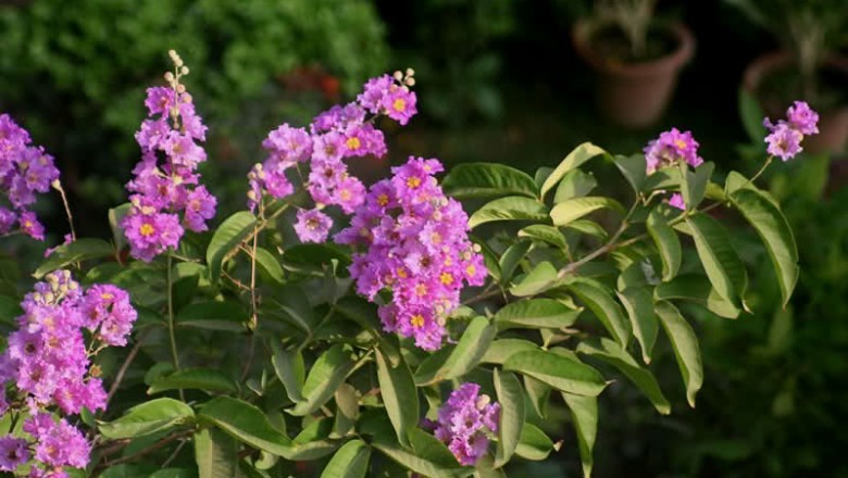 Cây dược liệu cây Bằng lăng ổi, Bằng lăng cườm hay Thao lao - Lagerstroemia calyculata Kurz