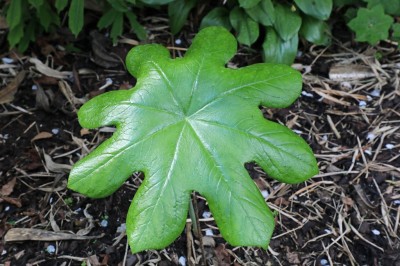 Cây dược liệu cây Bát giác liên, Cước diệp - Dysosma versipellis (Hance) M. Cheng