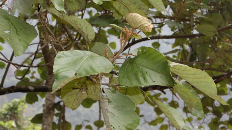 Cây dược liệu cây Ba soi. Lá nến, Bụp bụp - Macaranga denticulata (Blume) Muell-Arg