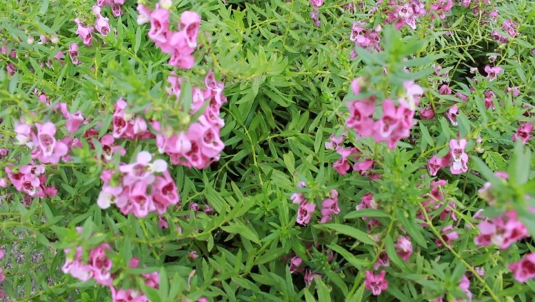 Cây dược liệu cây Bâng khuâng, Lưu ly, Ngọc hân - Angelonia goyazensis Benth