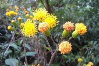 Cây dược liệu cây Bầu đất dại, Kim thất giả, Thổ tam thất, Ngải rít - Gynura pseudocchina (L.) DC