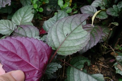 Cây dược liệu cây Bán tự cảnh - Hemigraphis alternata (Burm.f.) T. Anderson (ll colorata (Blume) Hall.f.)