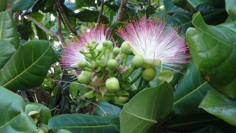 Cây dược liệu cây Bàng bí, Chiếc bàng - Barringtonia asiatica (L.) Kurz