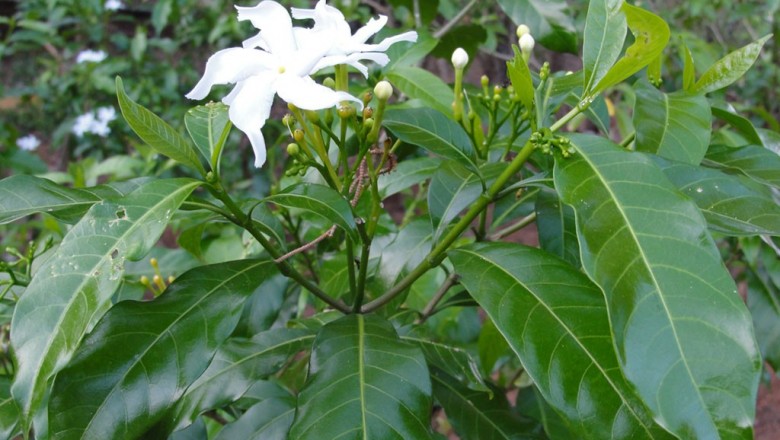 Cây dược liệu cây Bánh hỏi, Ngọc bút, Lài trâu, Mộc hoa - Tabernaemontana divaricata (L.) R. Br ex Roem. et Schult. (Ervatamia divaricata (L.) Burk.)