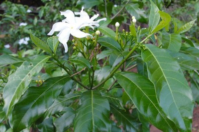 Cây dược liệu cây Bánh hỏi, Ngọc bút, Lài trâu, Mộc hoa - Tabernaemontana divaricata (L.) R. Br ex Roem. et Schult. (Ervatamia divaricata (L.) Burk.)