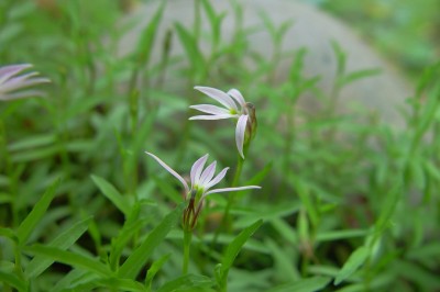 Cây dược liệu cây Bán biên liên - Lobelia chinensis Lour