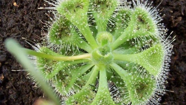 Cây dược liệu cây Bắt ruồi, Bèo đất, Cỏ trói gà - Drosera burmanni Vahl