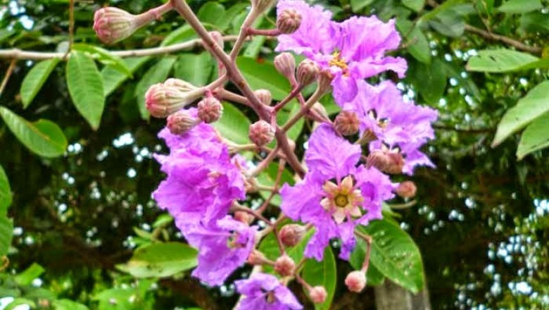 Cây dược liệu cây Bằng lăng nước - Lagảstroemia speciosa (L.) Pers