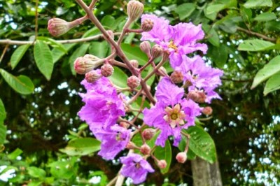 Cây dược liệu cây Bằng lăng nước - Lagảstroemia speciosa (L.) Pers