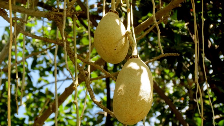 Cây dược liệu cây Bí đặc, Xúc xích, Cây đồi - Kigelia africana (Lam.) Benth (K. pinnata (Jacq) DC)