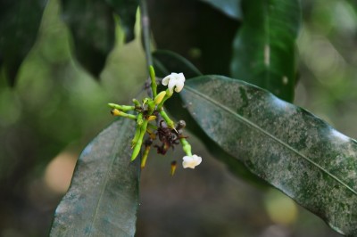 Cây dược liệu cây Bên bai - Hunteria zeylanica (Retz.) Cardner ex Thw. (II. corymbosa Roxb.)