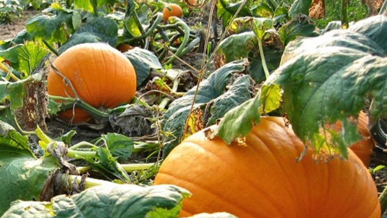 Cây dược liệu cây Bí đỏ, Bí rợ, Bầu rợ - Cucurbita maxima Duch ex Lam