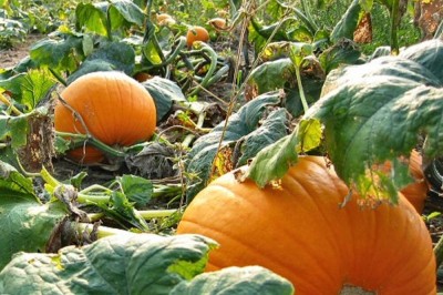 Cây dược liệu cây Bí đỏ, Bí rợ, Bầu rợ - Cucurbita maxima Duch ex Lam