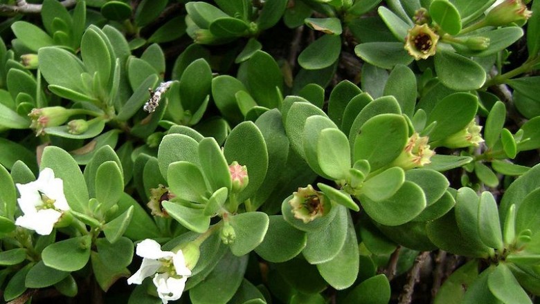 Cây dược liệu cây Bằng phi - Pemphis acidula J.R et. G. Forst