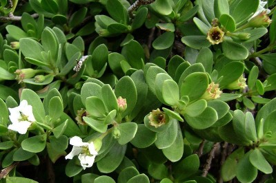 Cây dược liệu cây Bằng phi - Pemphis acidula J.R et. G. Forst