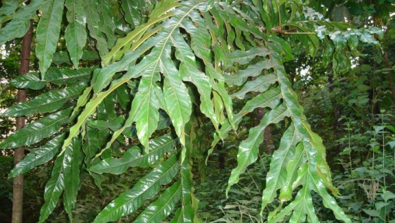 Cây dược liệu cây Bàn tay ma - Heliciopsis lobata (Merr.) Sleum