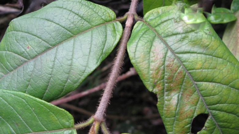 Cây dược liệu cây Ba kích lông, Ba kích quả to, Nhàu Nam Bộ - Morinda cochinchinensis DC