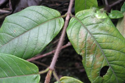 Cây dược liệu cây Ba kích lông, Ba kích quả to, Nhàu Nam Bộ - Morinda cochinchinensis DC