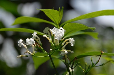 Cây dược liệu cây Ba gạc Vân Nam - Rauvolfia yunnanensis Tsiang