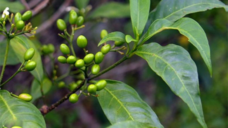 Cây dược liệu cây Ba gạc lá nhỏ, Huỳnh cầm núi - Rauvolfia indochinensis Pichon (R littoralis Pierre ex Pit...)