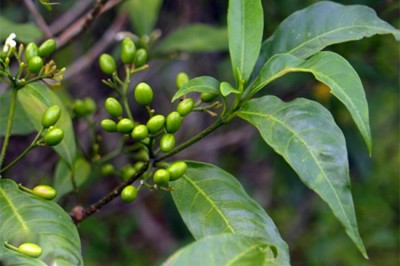 Cây dược liệu cây Ba gạc lá nhỏ, Huỳnh cầm núi - Rauvolfia indochinensis Pichon (R littoralis Pierre ex Pit...)