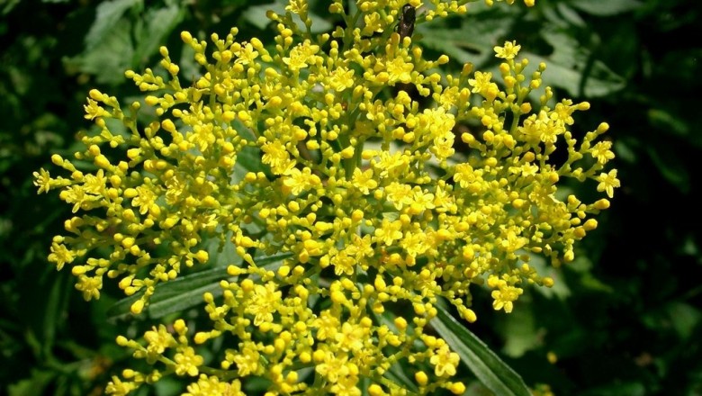 Cây dược liệu cây Bại tượng lông ráp, Cỏ hồng ráp - Patrinia hispida Bunge