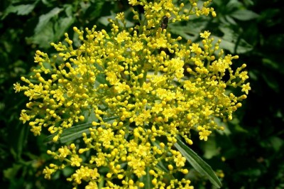 Cây dược liệu cây Bại tượng lông ráp, Cỏ hồng ráp - Patrinia hispida Bunge