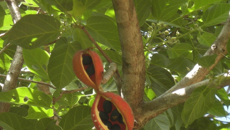 Cây dược liệu cây Bài cành - Sterculia populifolia Roxb