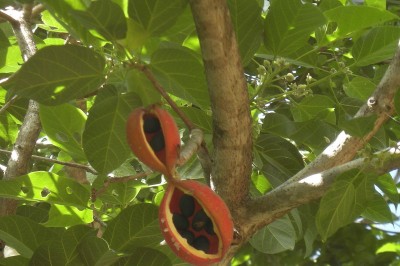 Cây dược liệu cây Bài cành - Sterculia populifolia Roxb