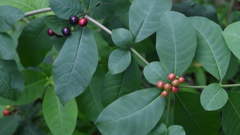 Cây dược liệu cây Ba gạc Cuba, Ba gạc bốn lá - Rauvolfia tetraphylla L