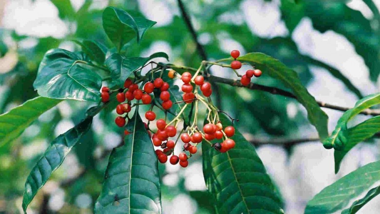 Cây dược liệu cây Ba gạc châu Phi hay Bầu giác - Rauvolfia vomitoria Afzel ex Spreng