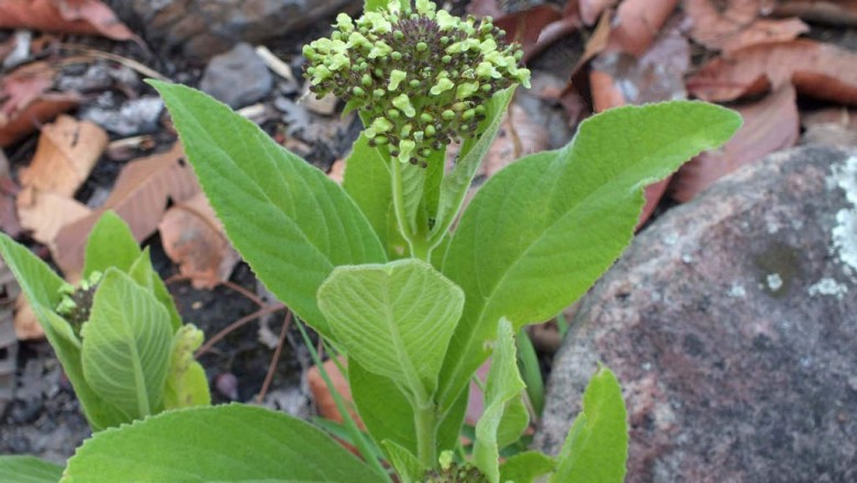 Cây dược liệu cây Cách cỏ - Premna herbacea Roxb. (Pygmaeopremna herbacea (Roxb) Moldenke)