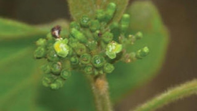 Cây dược liệu cây Cách lông vàng - Premna fulva Craib