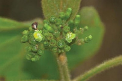 Cây dược liệu cây Cách lông vàng - Premna fulva Craib