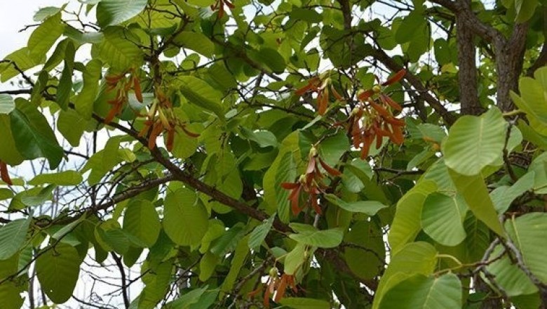 Cây dược liệu cây Cà chắc, Cà chít - Shorea obtusa Wall ex Blume