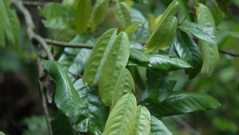 Cây dược liệu cây Cách thư lá trắng, Lãnh công xám, Dây phấn - Fissistigma glaucescens (Hauce) Merr