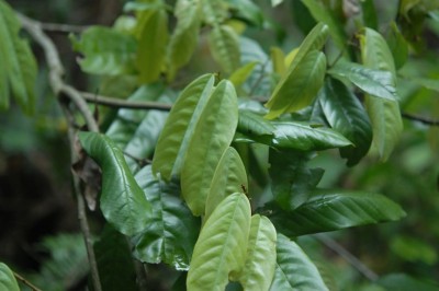 Cây dược liệu cây Cách thư lá trắng, Lãnh công xám, Dây phấn - Fissistigma glaucescens (Hauce) Merr