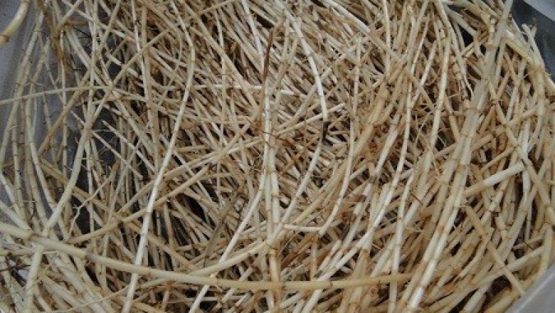 Rễ cây này là vị thuốc quý giải độc gan, bổ thận mọc dại khắp nơi