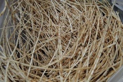 Rễ cây này là vị thuốc quý giải độc gan, bổ thận mọc dại khắp nơi