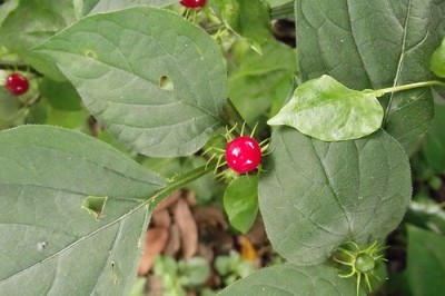 Cây dược liệu cây Cà hai hoa, Cà hoa đôi - Lycianthes biflora (Lour.) Bitter (Solamum biflorum Lour.)