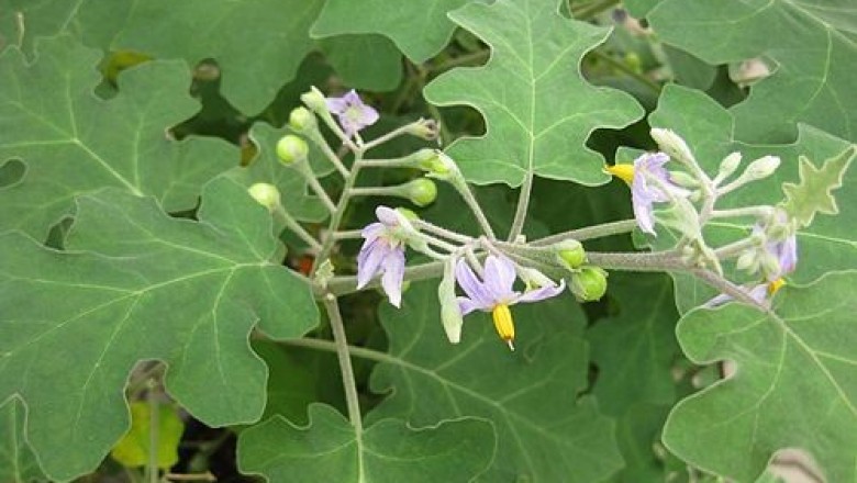 Cây dược liệu cây Cà dại hoa tím - Solanum indicum L. (S. violaceum Ortega)