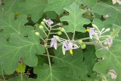 Cây dược liệu cây Cà dại hoa tím - Solanum indicum L. (S. violaceum Ortega)