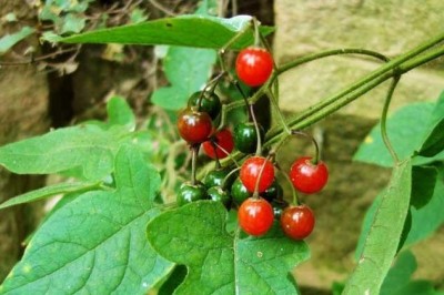 Cây dược liệu cây Cà đắng ngọt, Dây toàn, Bạch anh - Solanum lyratum Thunb. (S. dulcamara L. var. lyratum (Thunb.) Sieb. et Zuce.)