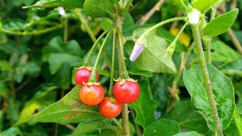 Cây dược liệu cây Cà gai leo, Cà gai dây, Cà vạnh, Cà quýnh - Solanum procumbens Lour