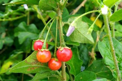 Cây dược liệu cây Cà gai leo, Cà gai dây, Cà vạnh, Cà quýnh - Solanum procumbens Lour