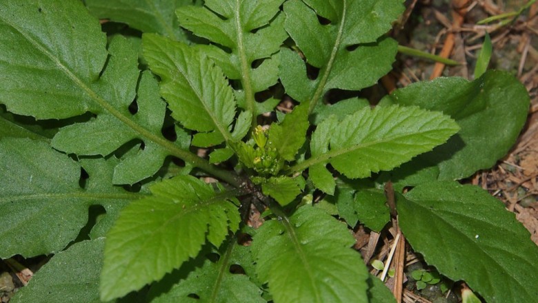 Cây dược liệu cây Cải đất núi, Hân thái -Rorippa dubia (Pers.) Hara (Sisymbrium dubium Pers.)